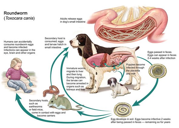 बच्चों के पेट में कीड़े से बचाव stomach worm